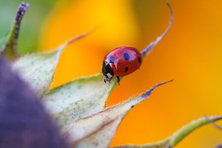 Macro of ladybug on a blade of sunflower n the morning sunの写真素材