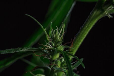 Thematic photos of hemp and marijuana Green leaf of cannabis. background image. Bright green leaves...