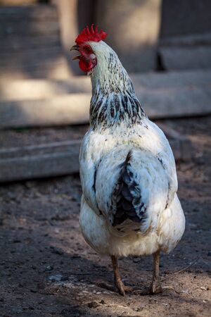 Close-up photograph of a rooster with a red comb on a home chicken farm among hens Gallus gallus domesticusの写真素材