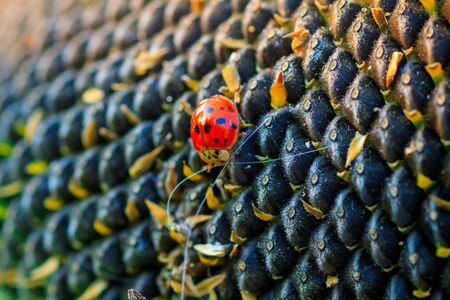 Bright red dotted ladybug on ripe black sunflower seeds in a farmer's field in summer. Ladybug - bug. Natural insecticide that destroys pests of crops. A closeup of a ladybug.の写真素材