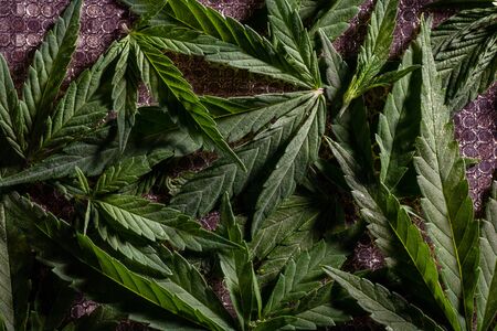 Composition of fresh green leaves of ripe medical marijuana on a background hemp plant bud with crystals and leaves cannabis on grunge wooden desk. Copy space.の写真素材