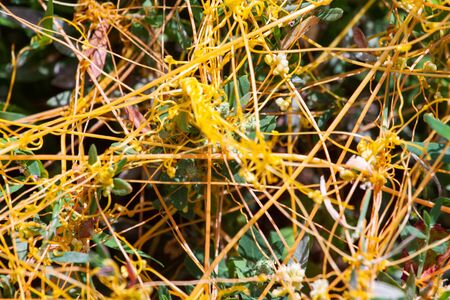 Dodder Genus Cuscuta is The parasite wraps the stems of plant cultures with yellow threads and sucks out the vital juice and nutrientsの写真素材