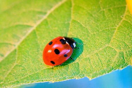 Macro of ladybug on a blade of grass in the morning sun Ladybug - bug. Natural insecticide that destroys pests of crops. A closeup of a ladybug.の写真素材