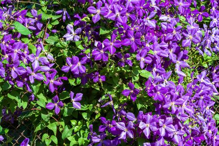 Close up in spring in April, purple lilac flowers close-up with a wonderful aroma on a branch of a...