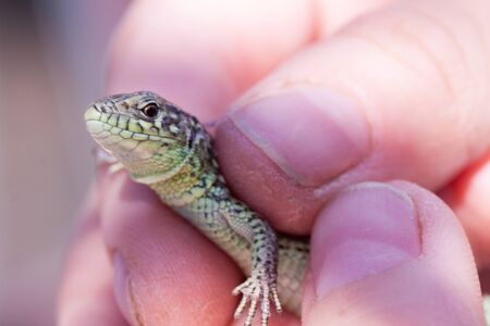 human hand holding a little green lizard with a long tailの写真素材
