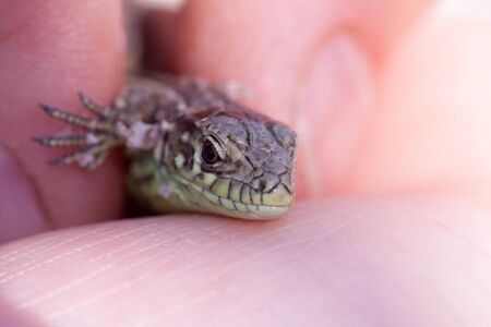 human hand holding a little green lizard with a long tailの写真素材