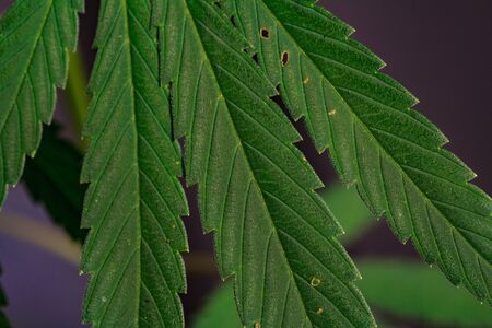 Thematic photos of hemp and marijuana Green leaf of cannabis. background image. Bright green leaves of marijuana close-up with a distinct pattern and texture.の写真素材