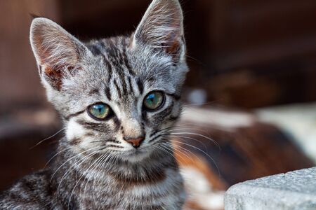 A lonely street hungry kitten of a beautiful tiger color of gray-black misses the street in search of a host and foodの写真素材
