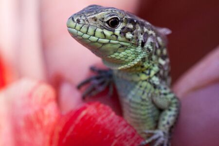 human hand holding a little green lizard with a long tailの写真素材