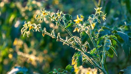 Bright yellow flowers of tomatoes over blurry background Rural Organic Growing Tomatoの写真素材