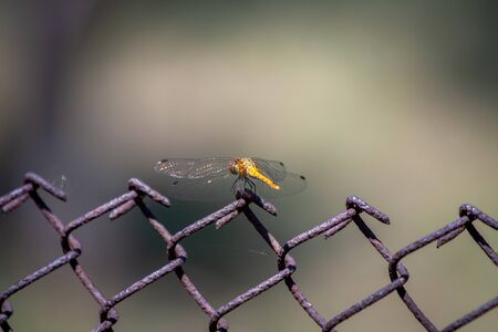 Macro shots scene Dragonfly in the nature habitat using as a background or wallpaper.The concept for...