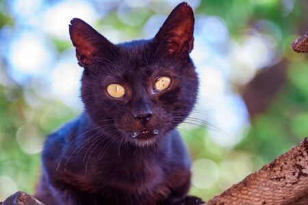 A large black street cat looks in surprise with big yellow eyes at the camera. The hungry stray cat....