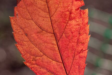 autumn leaves closeup. The skeleton of the leaves is translucent with visible veins and cells....