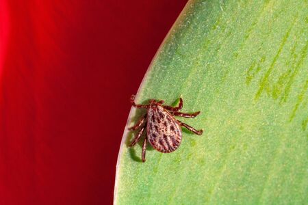 A true ixodid mite blood sucking parasite carrying the acarid disease sits on a On a green leaf of...