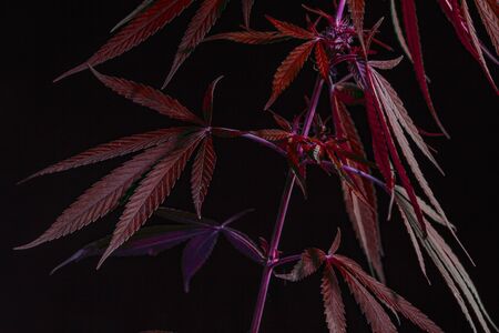 Thematic photos of hemp and marijuana Green leaf of cannabis. background image. Bright green leaves...