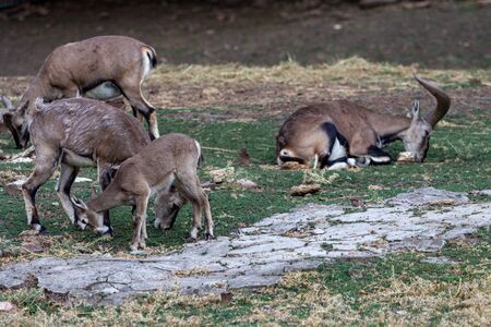 Family of Siberian mountain goat with cubs resting on the grassの写真素材