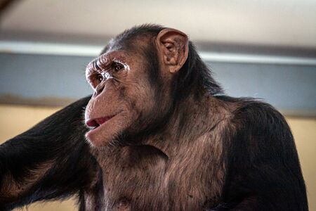 Big hairy monkey close-up. portrait of a pensive chimpanzee. Macaque on a tree eats leaves.