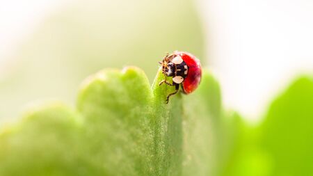 Macro of ladybug on a blade of grass in the morning sun Ladybug - bug. Natural insecticide that...