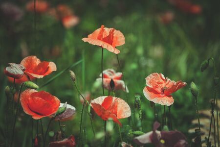 summer meadow with red poppies Field of wild of different colored species red purple yellow growing outdoors in a natural environment under the open skyの写真素材