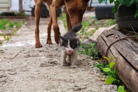 A little homeless sick kitten met a friend's dog. A dog saves an injured kitten from danger. Friendship of a cat and a dog.の写真素材
