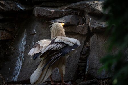 Adult Neophron Persnopterus bird in a cage. The common vulture is the largest representative of the entire hawk family, a strong and large Egyptian Vultureの写真素材