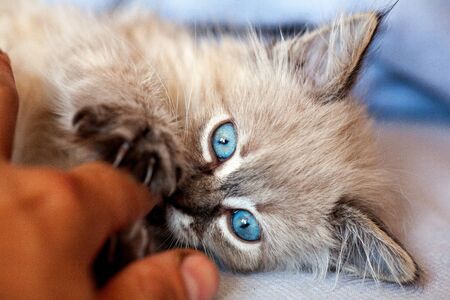 gray fluffy kitten on a black background is played jumping and biting. Favorite pet sits on the litter. Feline shelter.の写真素材