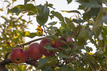 Ripe red Idared apples hang on a tree in the garden. Agricultural farm for growing apples....