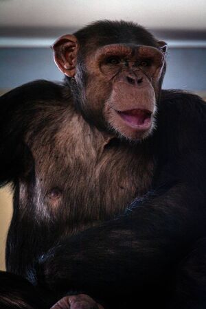 Big hairy monkey close-up. portrait of a pensive chimpanzee. Macaque on a tree eats leaves.