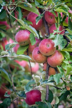 Ripe red Idared apples hang on a tree in the garden. Agricultural farm for growing apples....
