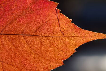 autumn leaves closeup. The skeleton of the leaves is translucent with visible veins and cells....