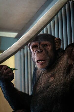 Big hairy monkey close-up. portrait of a pensive chimpanzee. Macaque on a tree eats leaves.