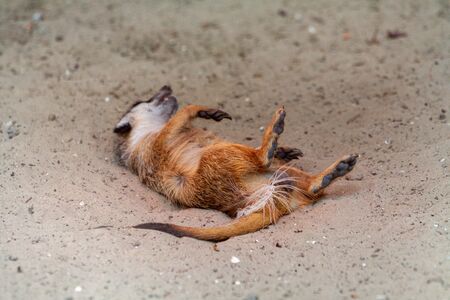 The meerkat family warms itself for a century under the sun. Meerkats stand on their hind legs looking out for enemies to guard the nests. Meerkats pretend to be dead.の写真素材