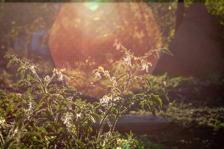 Bright yellow flowers of tomatoes over blurry background Rural Organic Growing Tomatoの写真素材