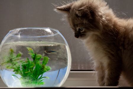 A beautiful fluffy kitten is hunting for a goldfish in an aqua rime. Friendship of a kitten and aquarium fish.の写真素材