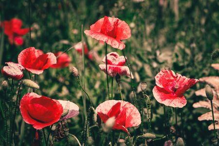 summer meadow with red poppies Field of wild of different colored species red purple yellow growing outdoors in a natural environment under the open skyの写真素材