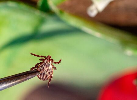 A true ixodid mite blood sucking parasite carrying the acarid disease sits on a On a green leaf of...