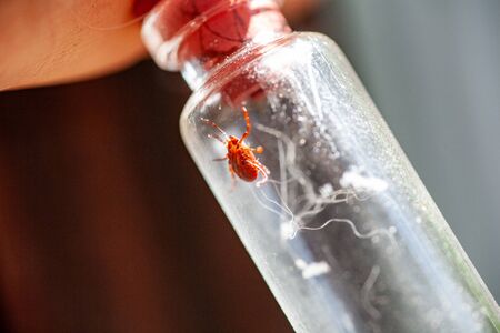 A man holds a test tube in his hands with a poisonous dangerous ixodid tick that bit him by infecting with lime disease. Examination of a tick in a laboratory for infectious diseases.の写真素材