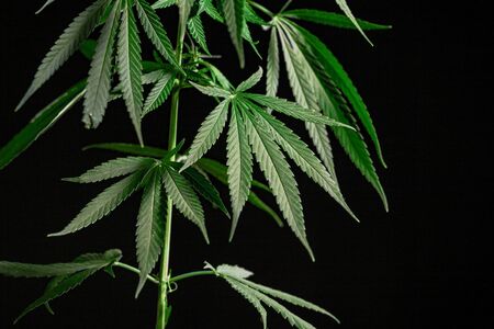 Thematic photos of hemp and marijuana Green leaf of cannabis. background image. Bright green leaves of marijuana close-up with a distinct pattern and texture.の写真素材