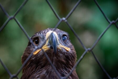 Adult golden eagle bird in a cage. Dangerous bird is a predator with a large beak behind bars. Golden eagle is the largest representative of the entire hawk family, a strong and large eagleの写真素材