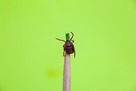 A true ixodid mite blood sucking parasite carrying the acarid disease sits on a On a white field on a hot summer day, hunting in anticipation of the victimの写真素材