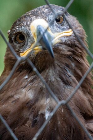 Adult golden eagle bird in a cage. Dangerous bird is a predator with a large beak behind bars. Golden eagle is the largest representative of the entire hawk family, a strong and large eagleの写真素材