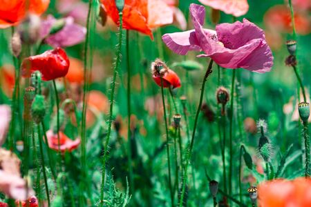 summer meadow with red poppies Field of wild of different colored species red purple yellow growing outdoors in a natural environment under the open skyの写真素材