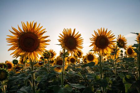 Blooming sunflower in a field with bright yellow petals against other sunflowers and a blue sky. In the field of sunflowers ripen the harvest of seeds.の写真素材