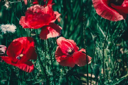 summer meadow with red poppies Field of wild of different colored species red purple yellow growing outdoors in a natural environment under the open skyの写真素材