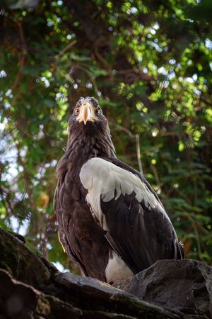 Adult Steller's sea eagle. Halyaetus pelagicus is the largest representative of the entire hawk...