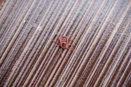 A true ixodid mite blood sucking parasite carrying the acarid disease sits on a On a white field on...