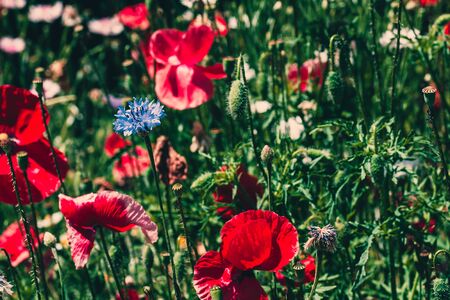 summer meadow with red poppies Field of wild of different colored species red purple yellow growing outdoors in a natural environment under the open skyの写真素材