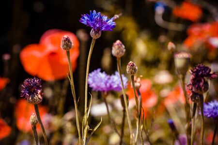 summer meadow with red poppies Field of wild of different colored species red purple yellow growing outdoors in a natural environment under the open skyの写真素材