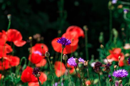 summer meadow with red poppies Field of wild of different colored species red purple yellow growing outdoors in a natural environment under the open skyの写真素材