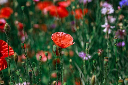 summer meadow with red poppies Field of wild of different colored species red purple yellow growing outdoors in a natural environment under the open skyの写真素材
